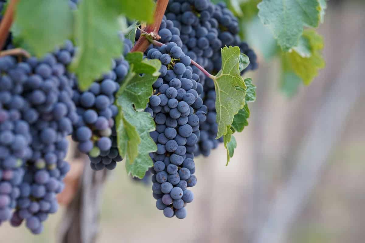 洋書 Beyond The Grapes: Napa Valley 洋書 Beyond The Grapes: Napa Valley Beyond The Grapes: Napa