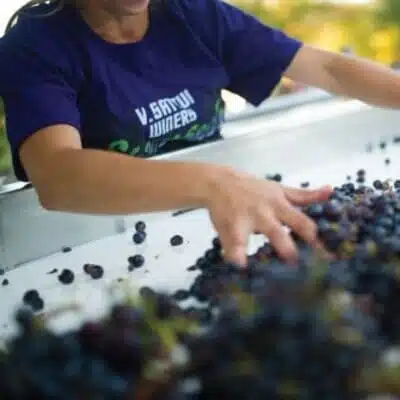 wine being poured into wine glass on table