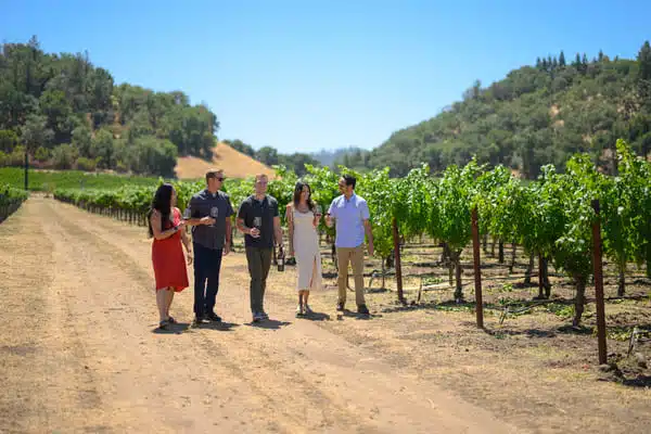 people walking next to vineyards