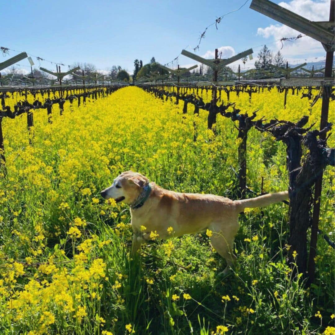 1 dog friendly winery