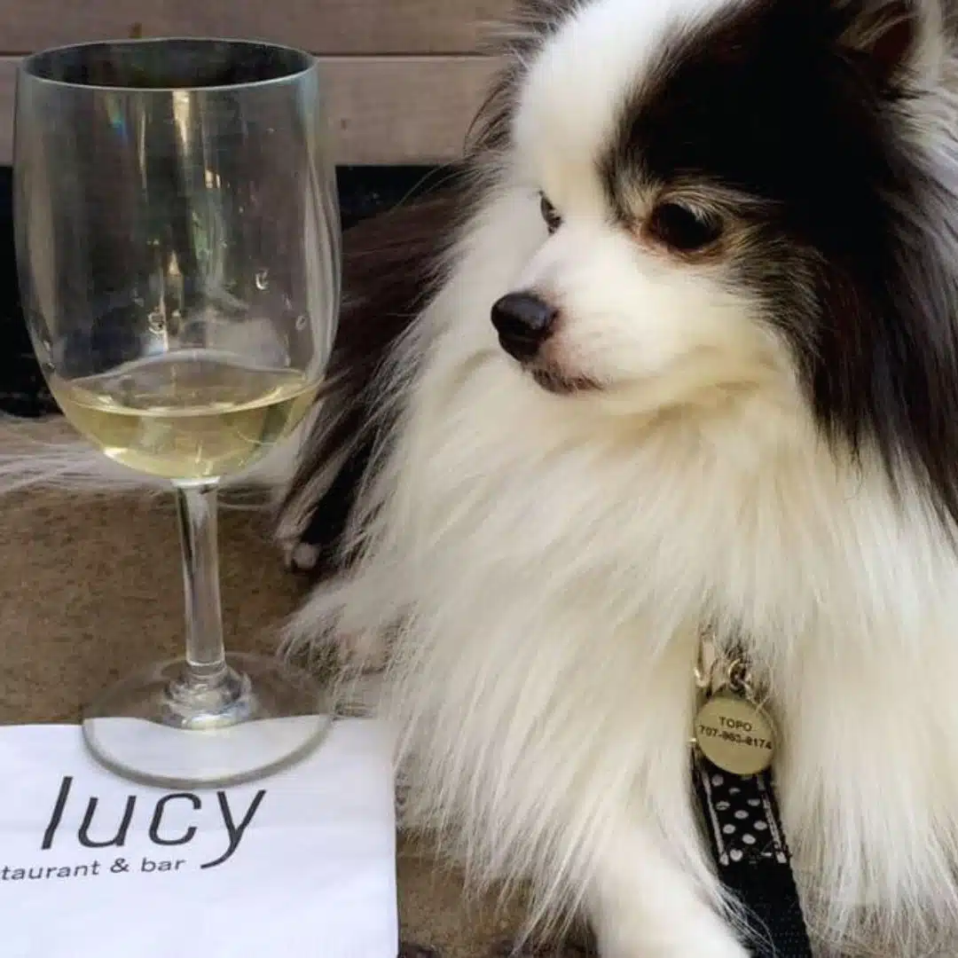 dog with wine