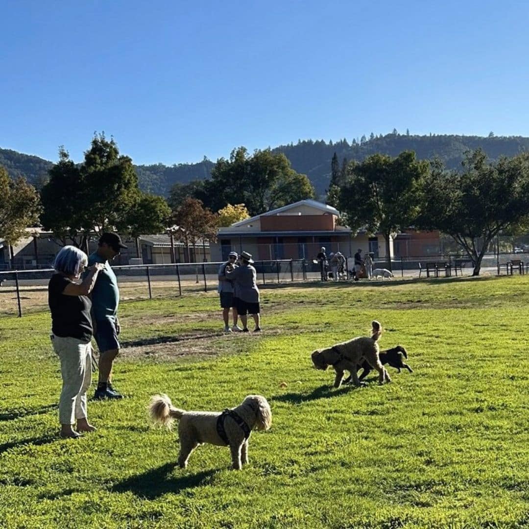 3 dogs playing together