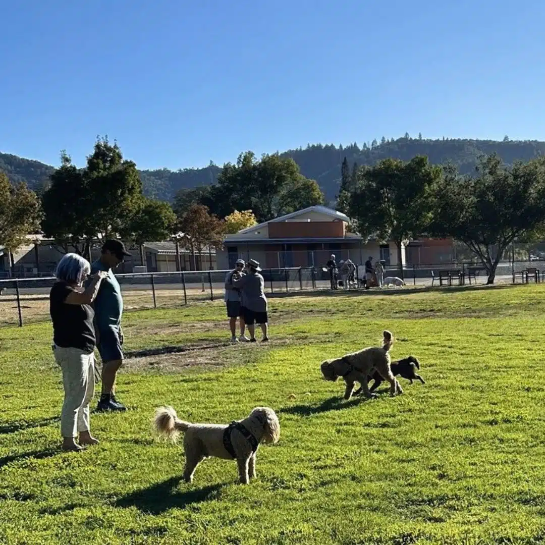 dogs playing together