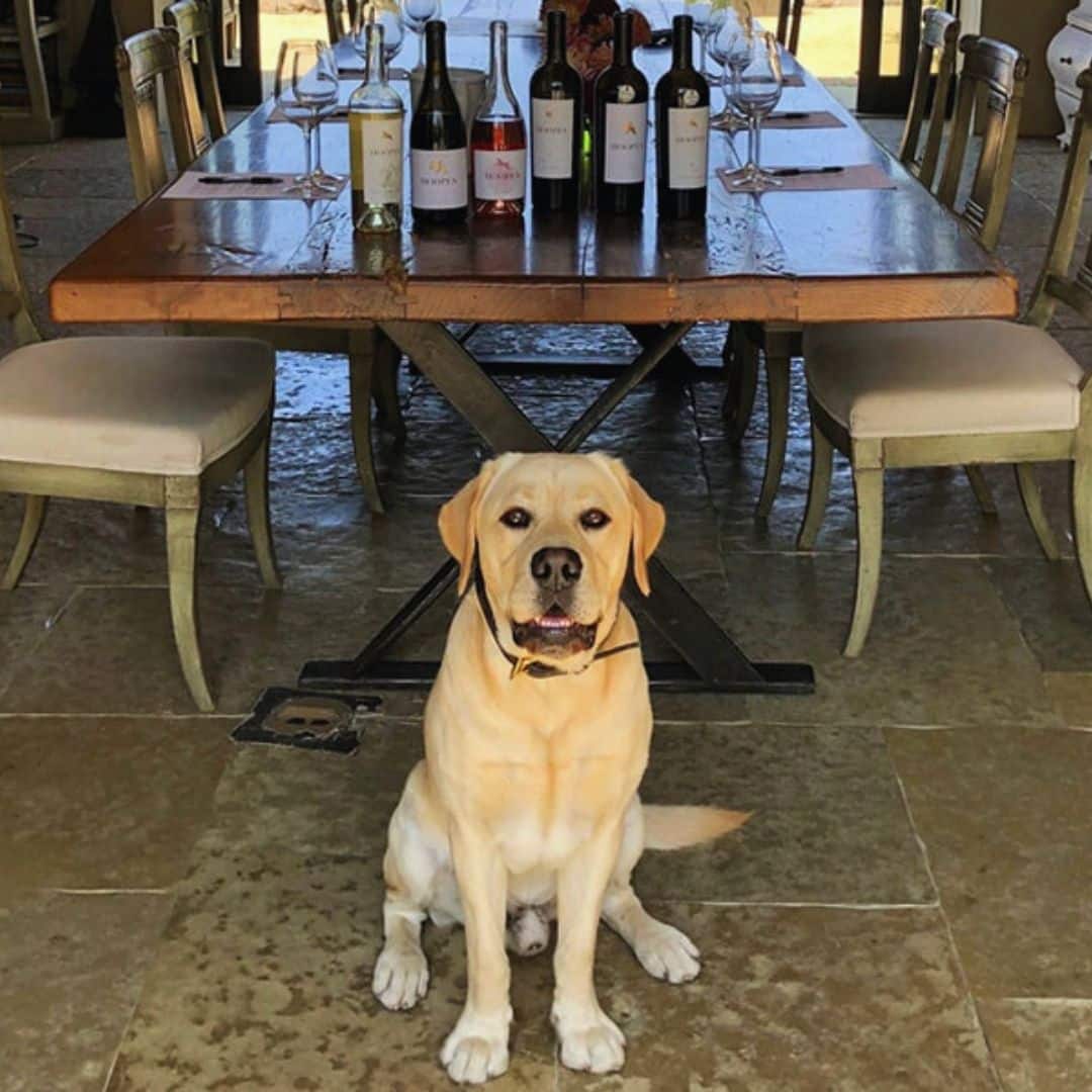 4 dog friendly activities
