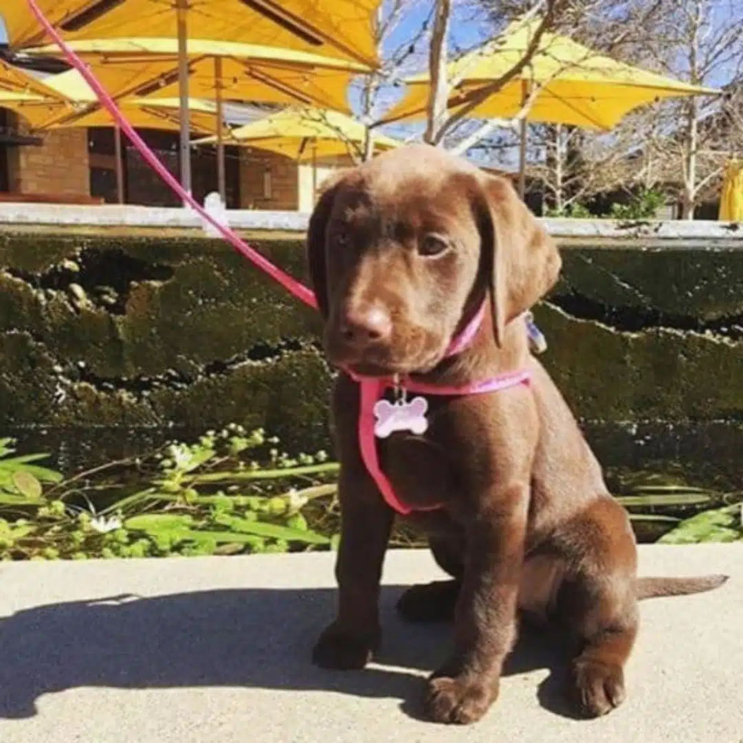 puppy at winery