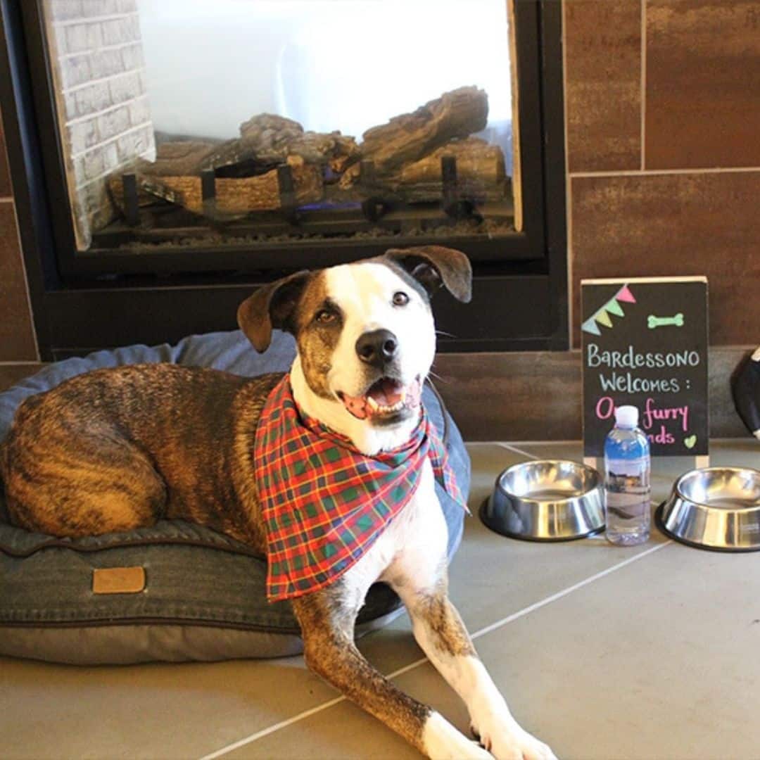 6 winery dog