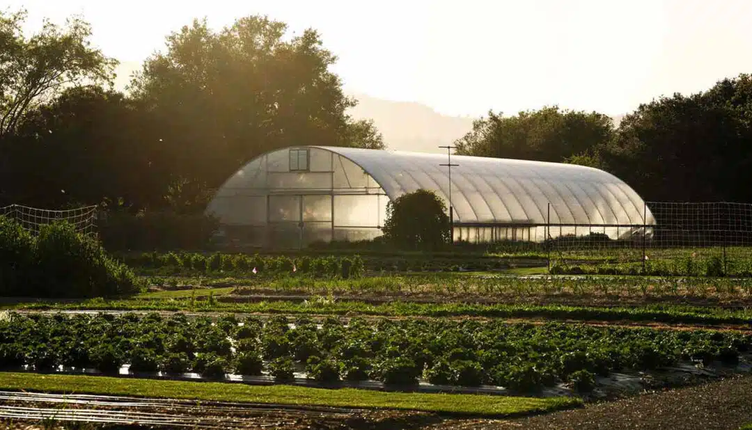 Inside The French Laundry Culinary Garden Tour: A Taste of Yountville’s Edible Eden