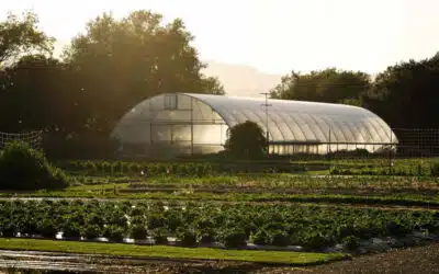 Inside The French Laundry Culinary Garden Tour: A Taste of Yountville’s Edible Eden