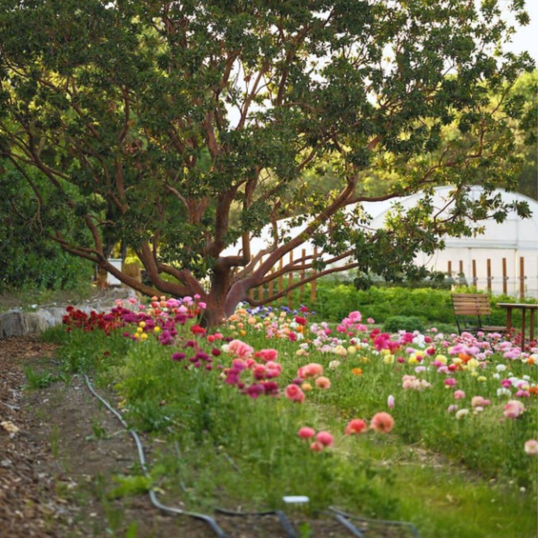 flowers in French Laundry Garden Tour