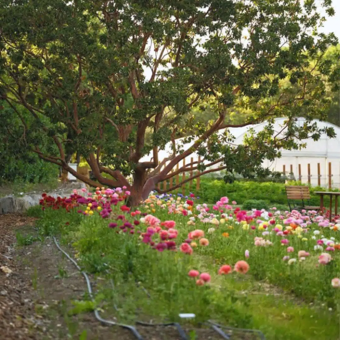 flowers in French Laundry Garden Tour