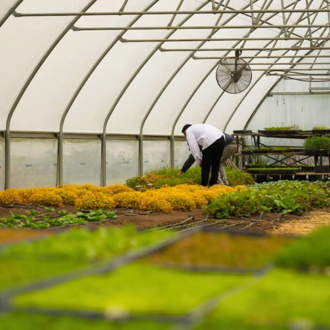 inside greenhouse on the French Laundry Garden Tour