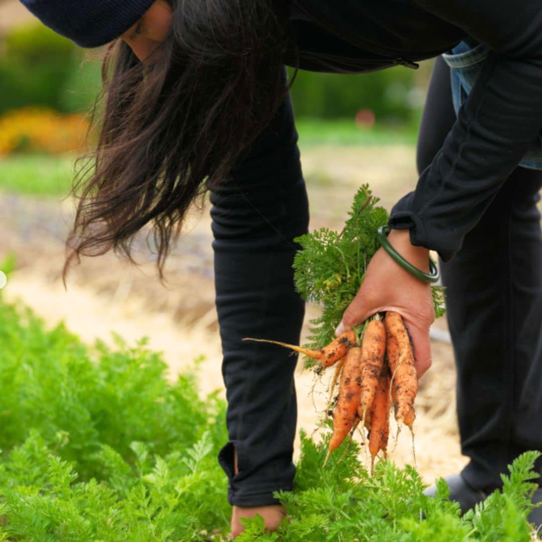 someone picking carrots on French Laundry Garden Tour