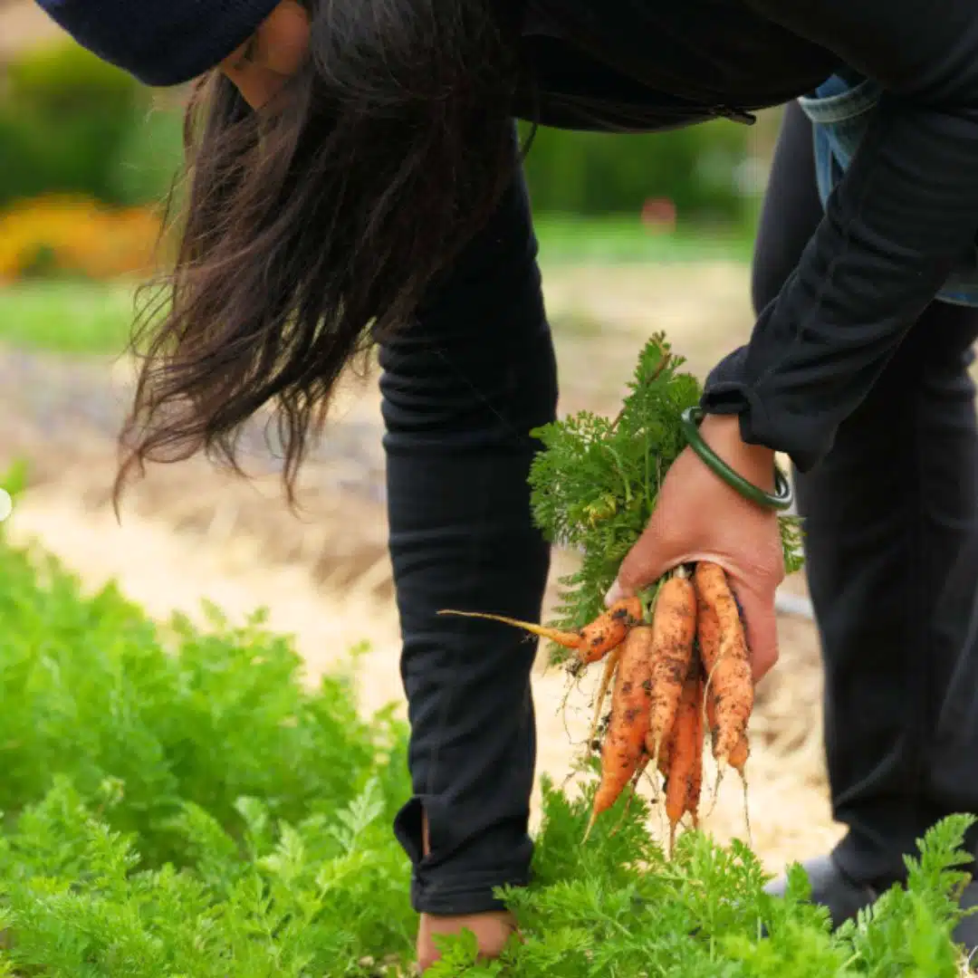 someone picking carrots on French Laundry Garden Tour