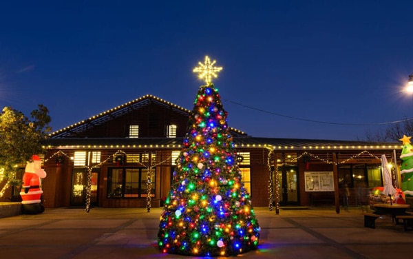 christmas tree in town square