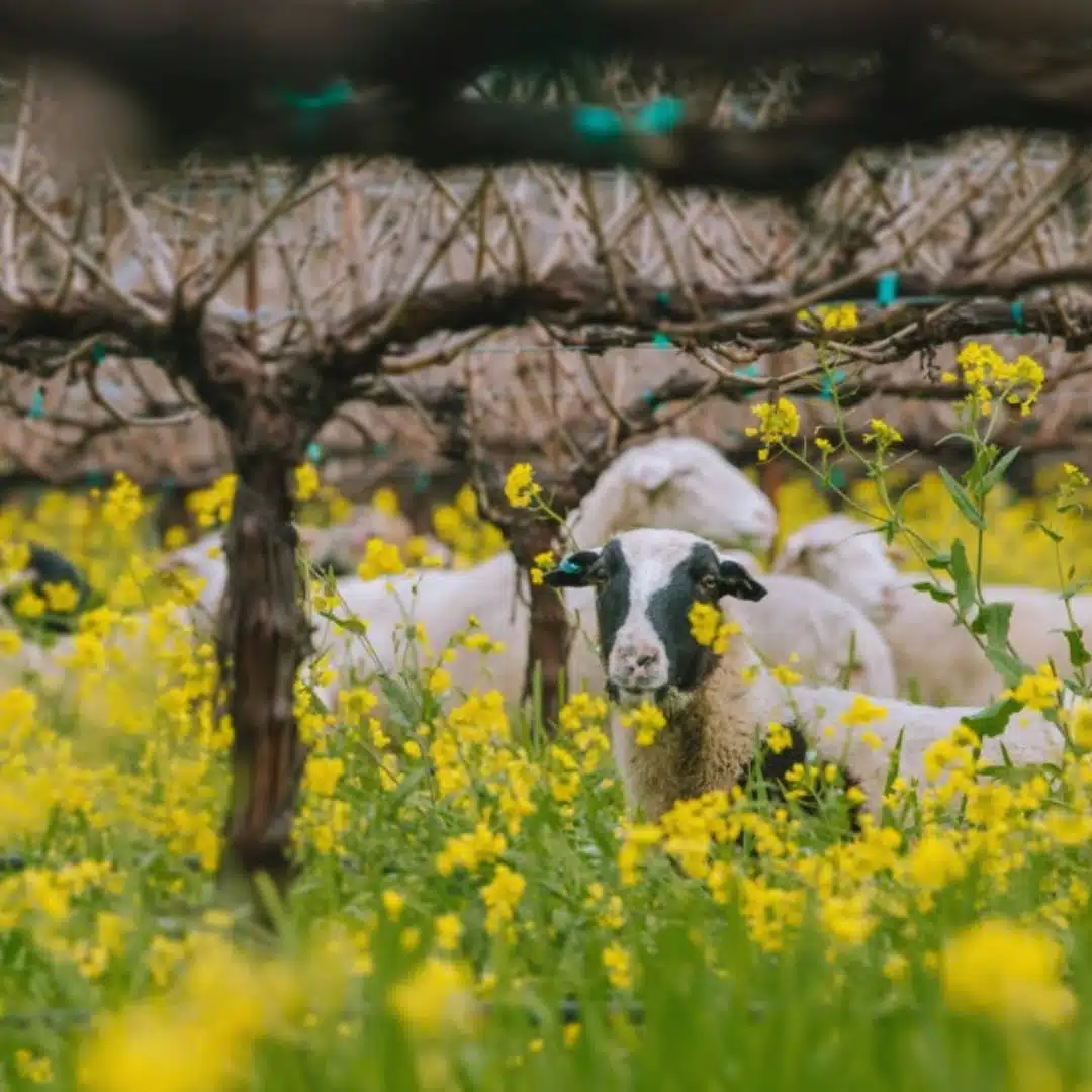 winery with mustard