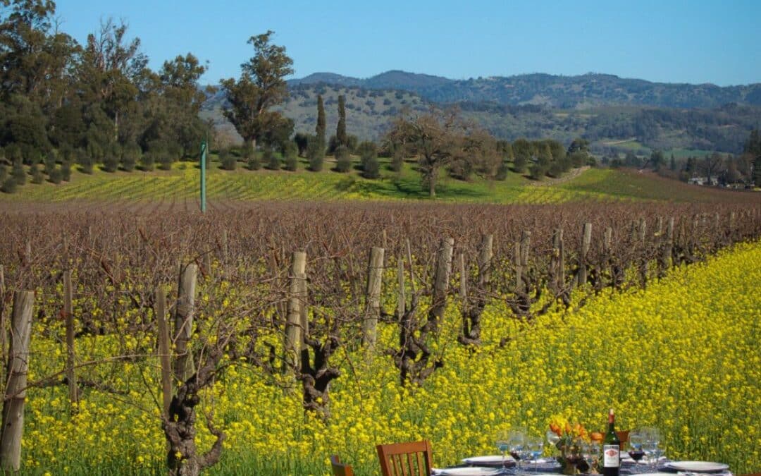 mustard flowers in a field