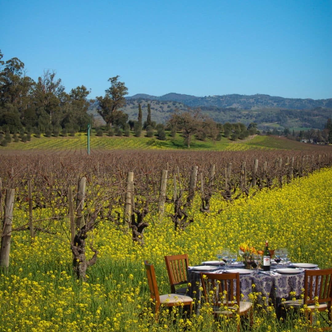 mustard flowers in a field