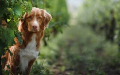 A Paws-itively Perfect Day in Yountville: Exploring the Wonders with Your Furry Companion