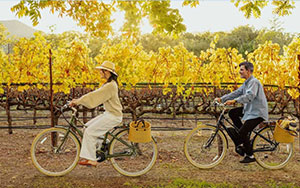 riding bikes during Fall in Yountville