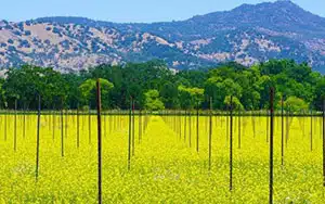 February events include the mustard fields in Napa Valley in the vineyards