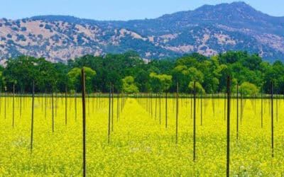 February 2026 Events in Yountville and Napa Valley