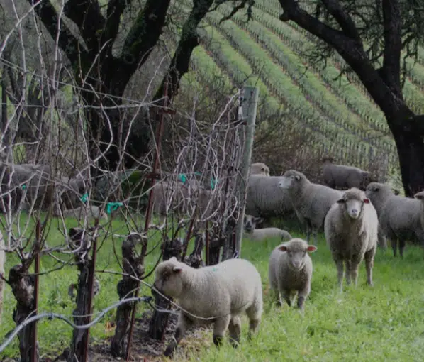 Joseph Phelps Vineyards
