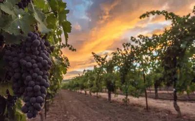Your Guide to the Yountville AVA: Vineyards, Wineries & Wines
