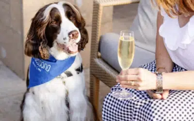 What to Do in Yountville with a Dog: A Weekend Guide