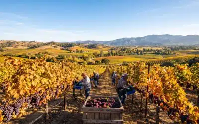 Yountville Harvest Season Guide: Events, Wine Tastings & Travel Tips